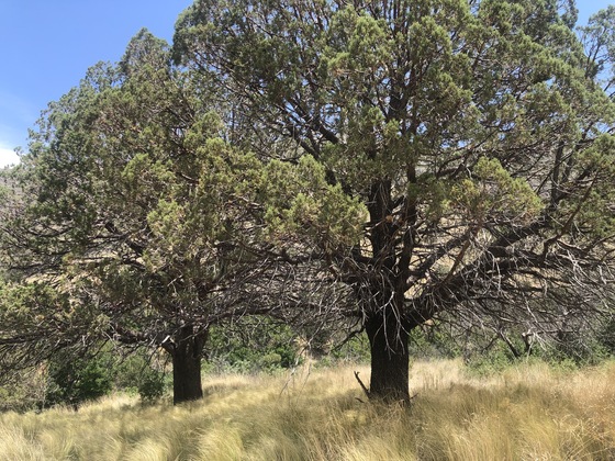 Guadalupe Mountains National Park