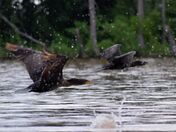 Cormorants.
