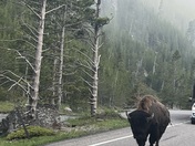 Yellowstone National Park