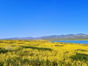 Carrizo Plain National Monument