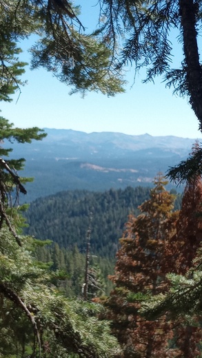 Plumas National Forest