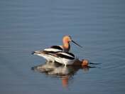 American Avocet Pair