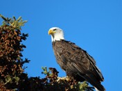 Majestic Bald Eagle 
