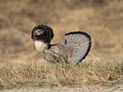 Ruffled Grouse