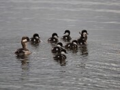 Bobbling Buffleheads 