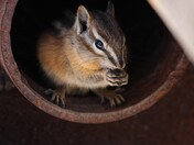 Cheeky Chipmunk