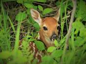 White Tail Fawn 