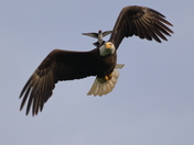 Bald eagle and kingbird