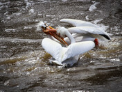 Pelicans Behaving Badly