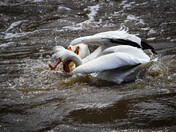 Pelicans Behaving Badly .2