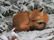 Winter Fox Nap