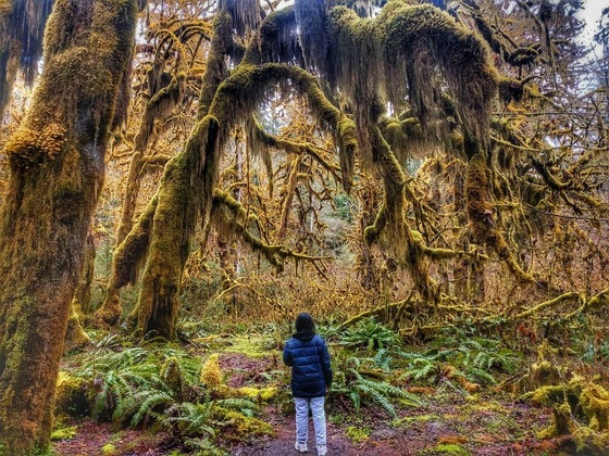 Olympic National Park 
