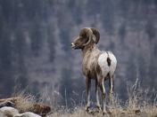 The Ram