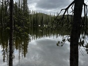 Bull Trout