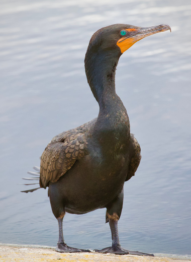 Arthur R Marshall Loxahatchee National Wildlife Refuge