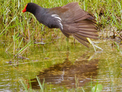 Arthur R Marshall Loxahatchee National Wildlife Refuge