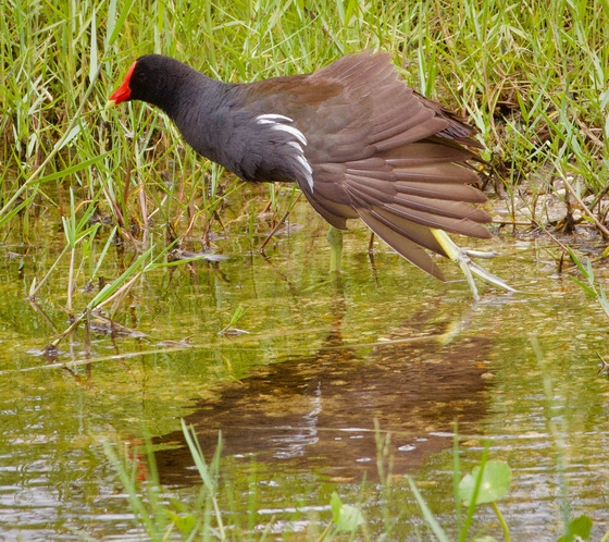 Arthur R Marshall Loxahatchee National Wildlife Refuge