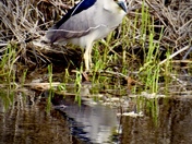 Wood River Wetland