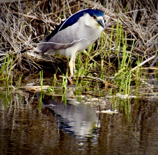 Wood River Wetland