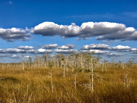 Big Cypress National Forest