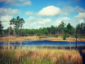 Ocala National Forest