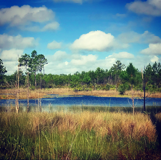 Ocala National Forest