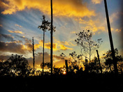 Big Cypress