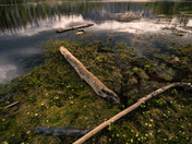 Uinta-Wasatch-Cache National Forest