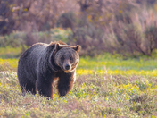 Grand Teton National Park