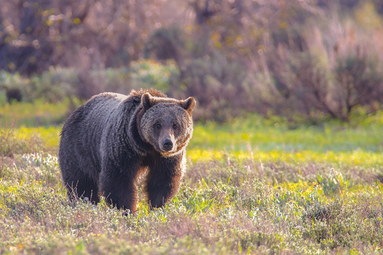 Grand Teton National Park