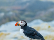 Atlantic Puffins