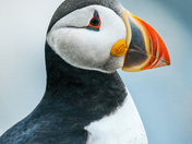 Atlantic Puffins