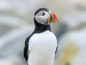 Atlantic Puffins