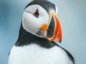 Atlantic Puffins