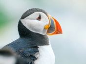 Atlantic Puffins