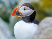 Atlantic Puffins