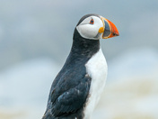 Atlantic Puffins