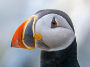 Atlantic Puffins