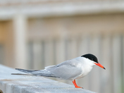 A Common Tern