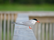 A Common Tern