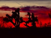 Joshua Tree National Park 