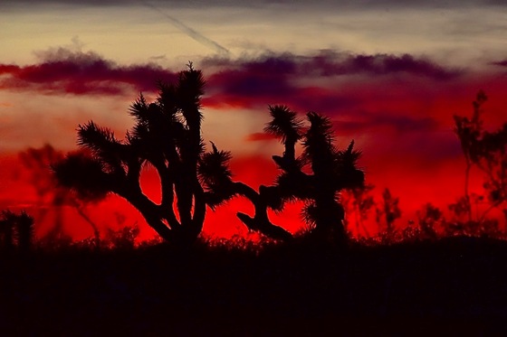 Joshua Tree National Park 