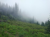Mt. Rainier National Park
