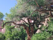 Capitol Reef National Park