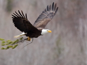 Nesting bald eagle