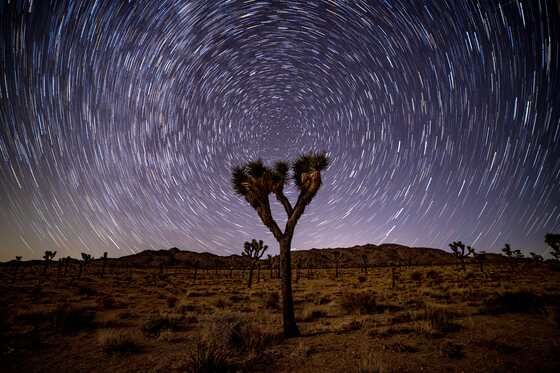 Joshua Tree National Park