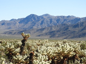Joshua Tree National Park