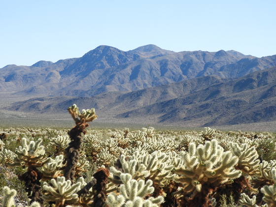 Joshua Tree National Park