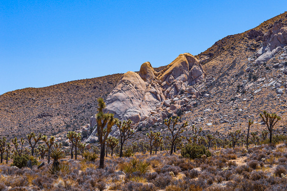 Joshua Tree National Park