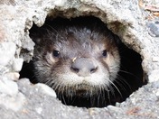 Baby otter peekaboo 